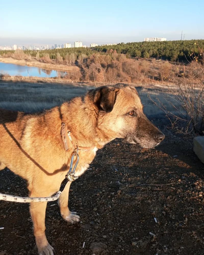 Kumral adlı köpeğin fotoğrafı
