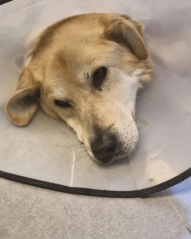 Patik adlı köpeğin fotoğrafı