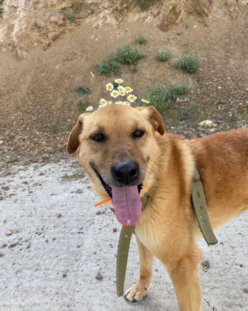 Plüto adlı köpeğin fotoğrafı