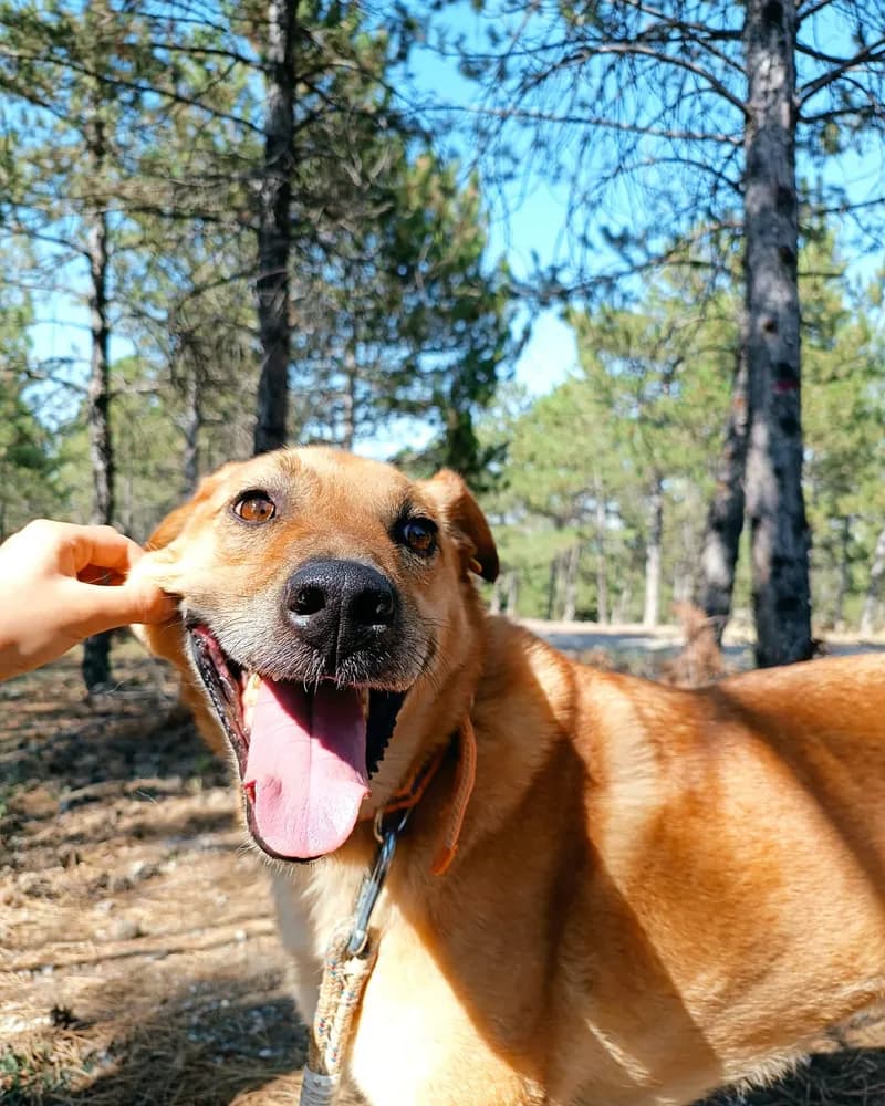 Plüto adlı köpeğin fotoğrafı