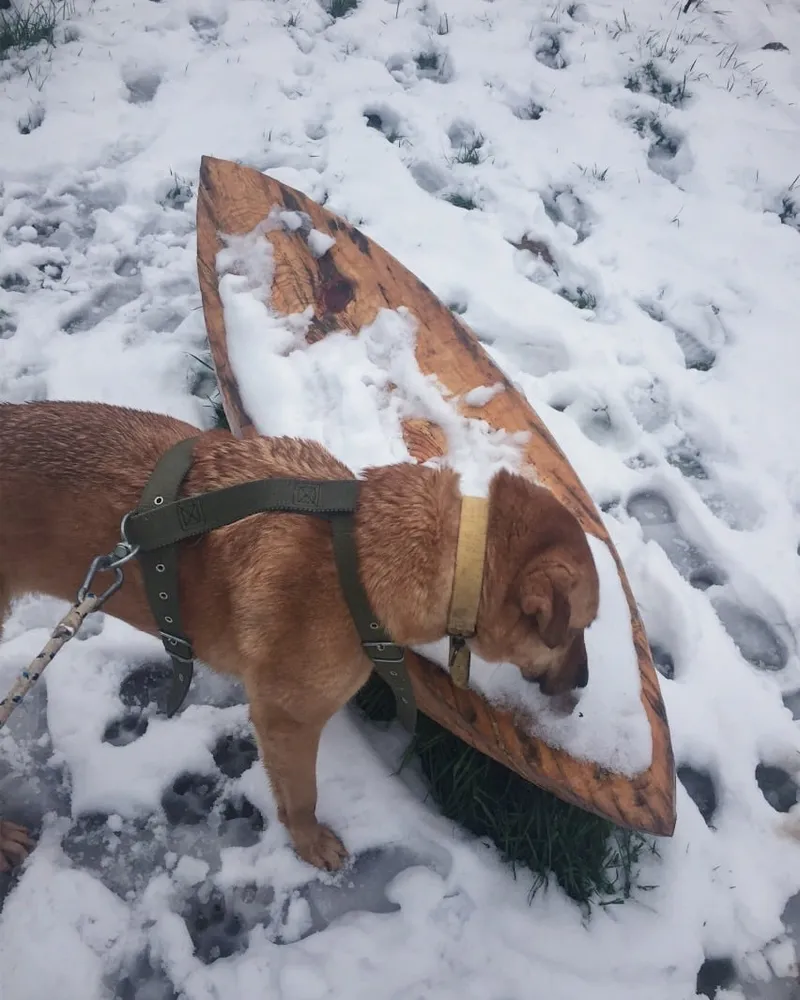 Plüto adlı köpeğin fotoğrafı