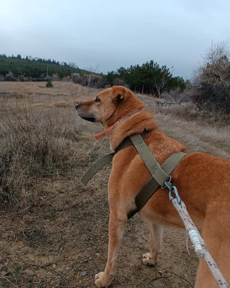 Plüto adlı köpeğin fotoğrafı