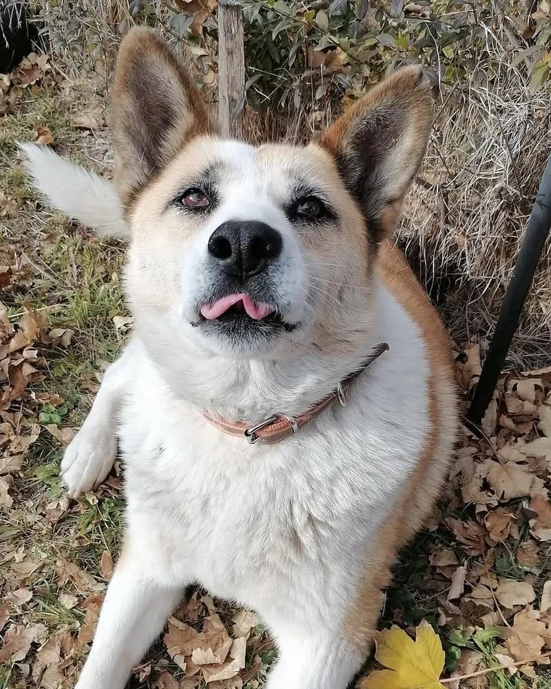 Şanslı adlı köpeğin fotoğrafı