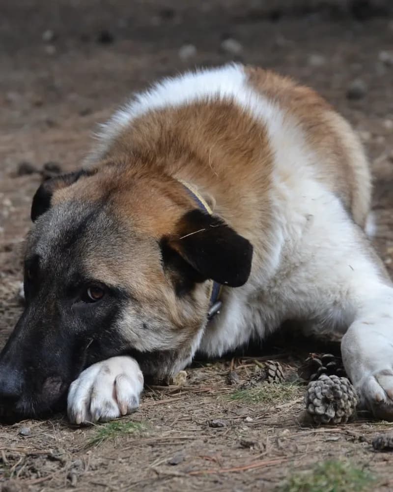 Sedat adlı köpeğin fotoğrafı