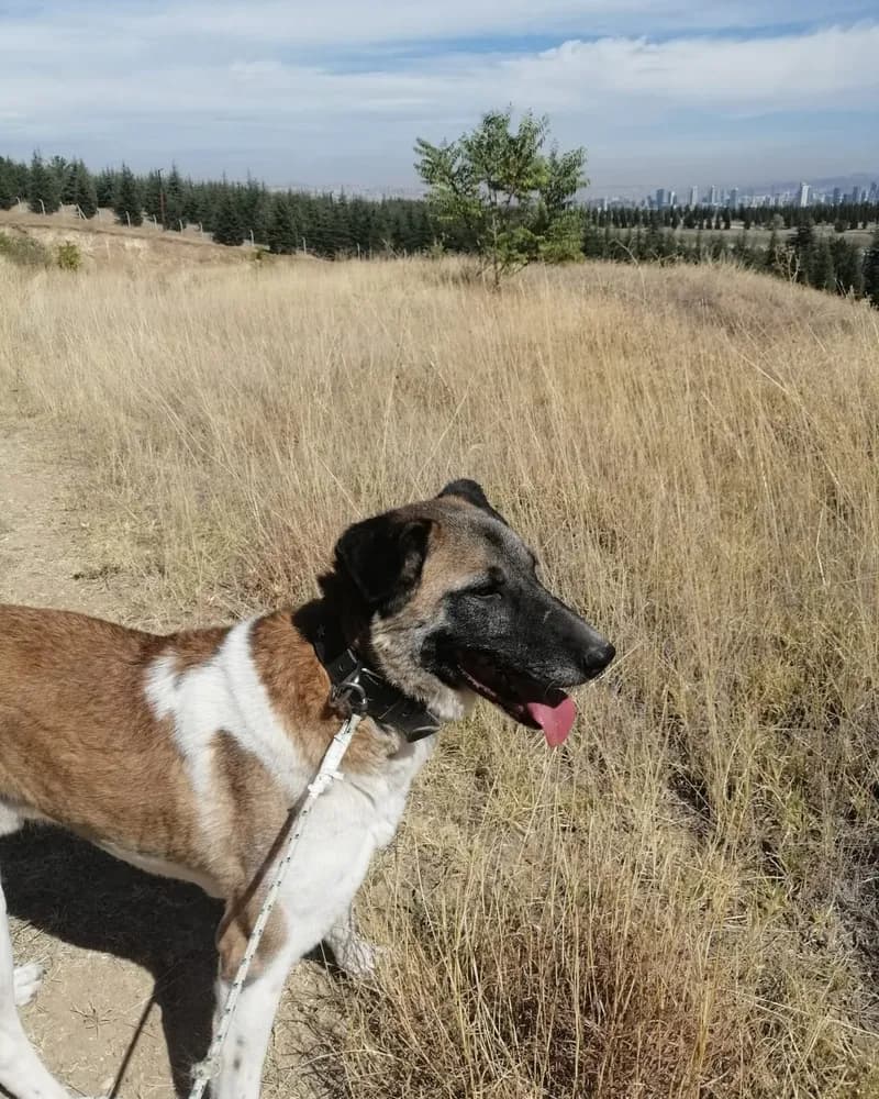 Sedat adlı köpeğin fotoğrafı