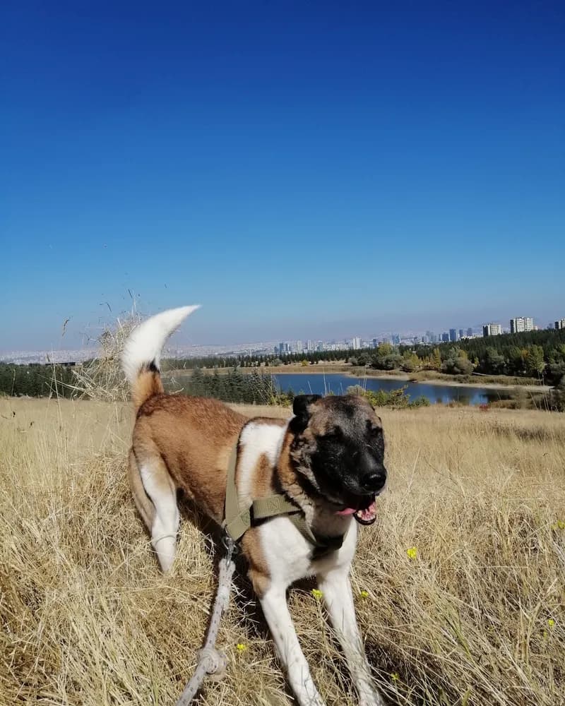 Sedat adlı köpeğin fotoğrafı