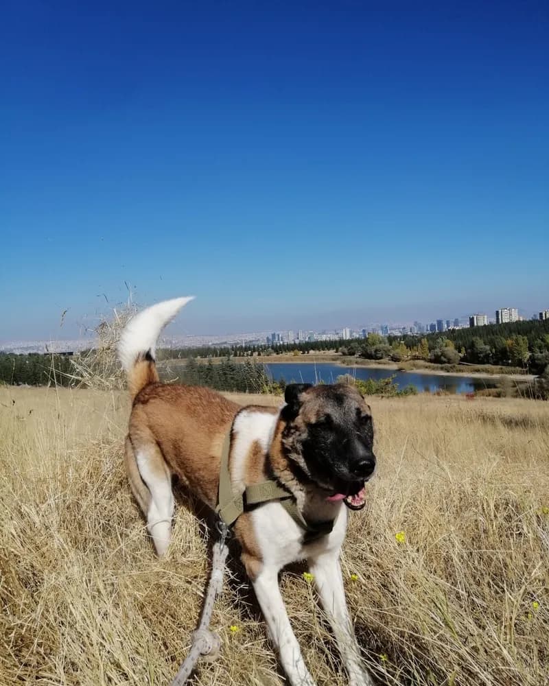 Sedat adlı köpeğin fotoğrafı