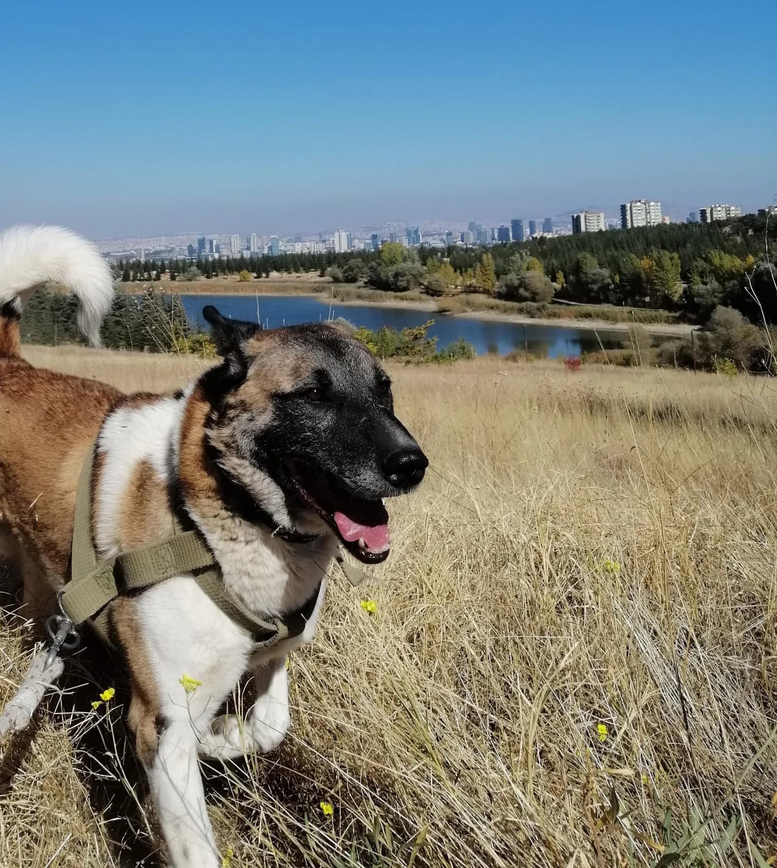 Sedat adlı köpeğin fotoğrafı