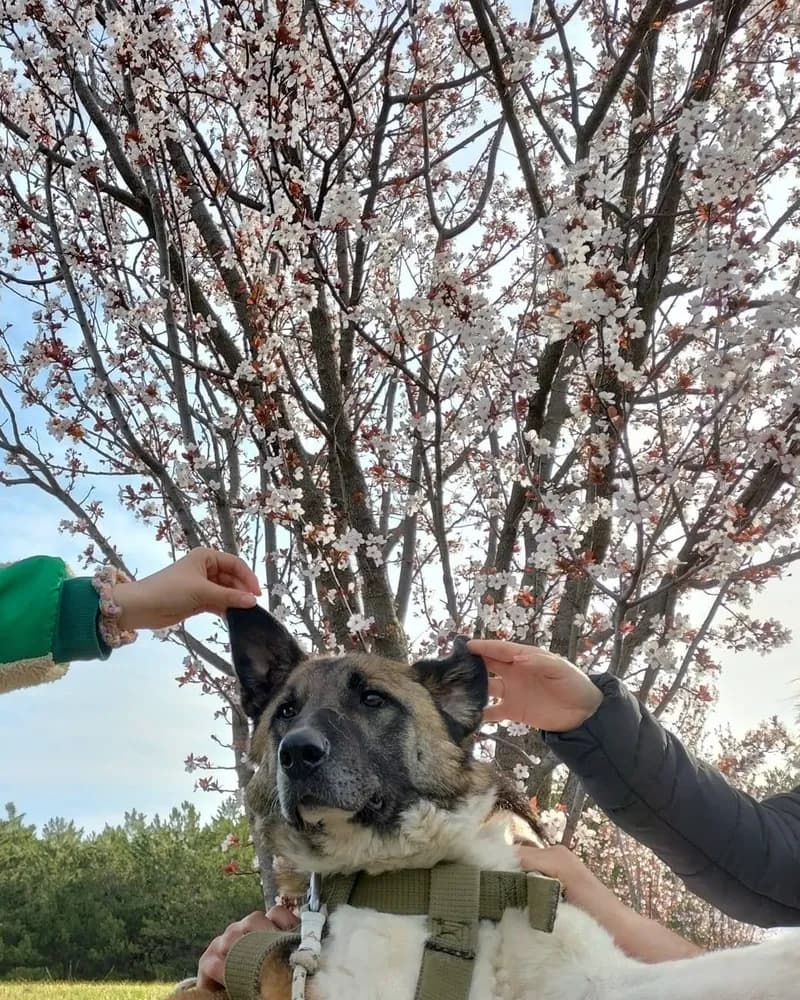 Sedat adlı köpeğin fotoğrafı
