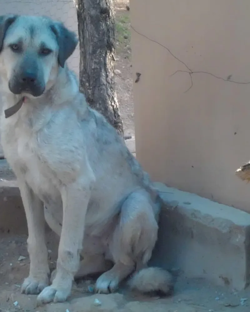 Sezai adlı köpeğin fotoğrafı