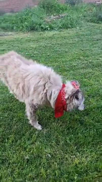 Yelloz adlı köpeğin fotoğrafı
